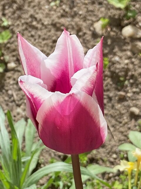 Tulpe rosa gezackt