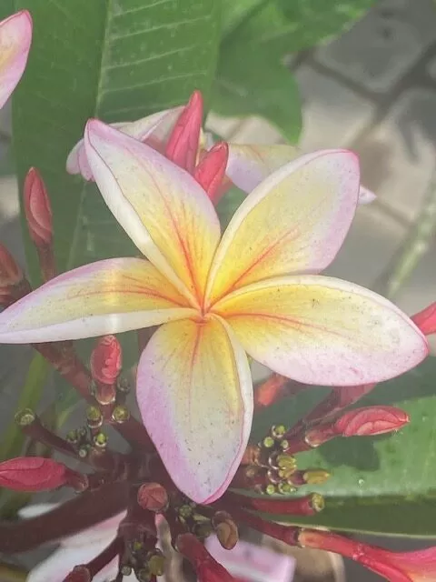 Plumeria gelb