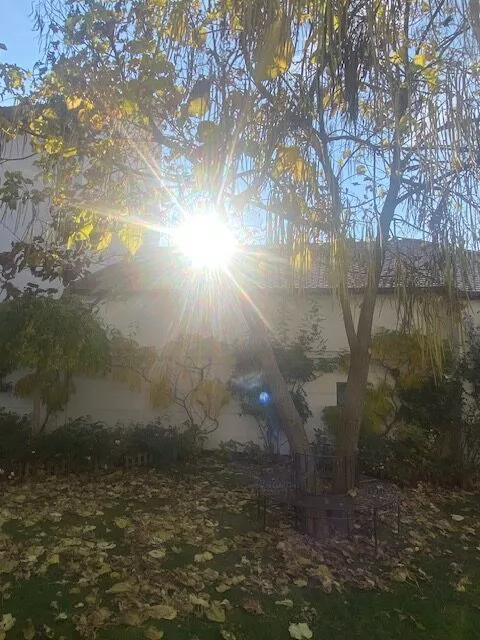 Sonnenstrahlen durch Baum